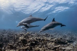Dolphin family by Raffaele Livornese 